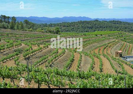 Vista panoramica dei vigneti della regione di Priorat, provincia di Tarragona, Catalogna, Spagna Foto Stock