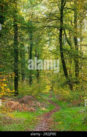 Percorso solitario attraverso la foresta di Cerisy in autunno Foto Stock