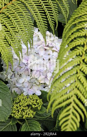 Ortensie e felce, La Reunion, Oceano Indiano Foto Stock