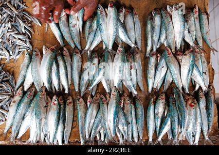 Fish monger con pesci al mercato di Darajani, Stonetown, città di Zanzibar, Zanzibar, Tanzania Africa Foto Stock