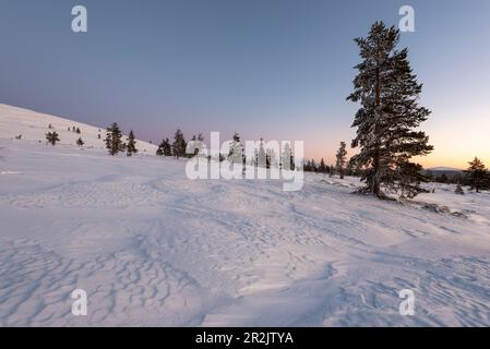 Albero a Pallastunturi, tramonto, Muonio, Lapponia, Finlandia Foto Stock