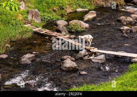 Un mattone bianco attraversa un ruscello nella campagna su semplici assi di legno nel sud dell'isola delle Azzorre di São Miguel, Portogallo Foto Stock