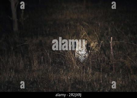 Uganda; Regione Occidentale; a Mbarara; Parco Nazionale del Lago di Mburo; leopardo su un prugne notturno Foto Stock