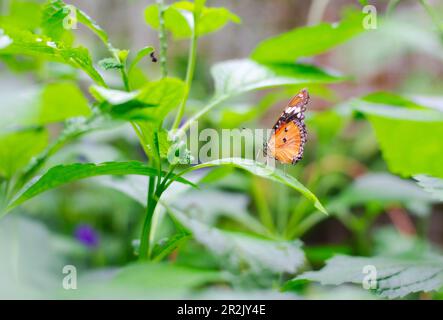 Farfalla della tigre piana indiana - Danaus chrysippus Foto Stock
