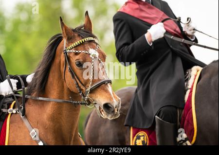 Weingarten, Germania. 19th maggio, 2023. Un cavallo con indirizzo è visto durante la processione equestre. Il Blood Ride è la più grande processione equestre d'Europa in onore del Sacro sangue di Cristo. Credit: Silas Stein/dpa/Alamy Live News Foto Stock