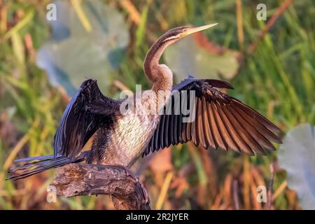 Darter Australasiano (Anhinga novaehollandiae seduta su un ramo di albero Foto Stock