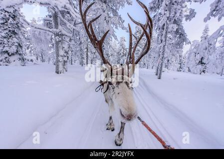 Tour delle renne per turisti a Levi, Finlandia Foto Stock