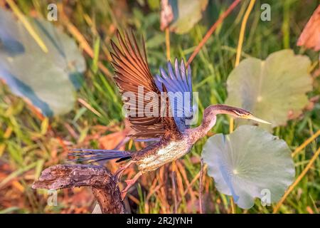 Darter Australasiano femmina (Anhinga novaehollandiae) decollo in volo Foto Stock