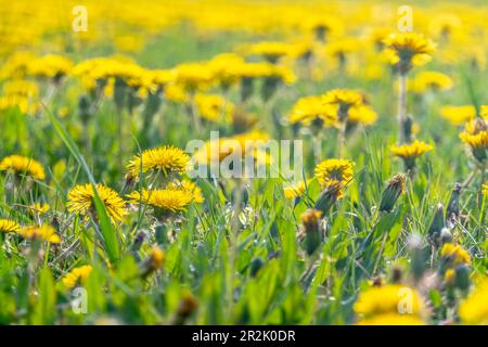 Taraxacum un grande genere di piante da fiore della famiglia delle Asteracee, che consiste di specie comunemente note come dente di leone. Foto Stock