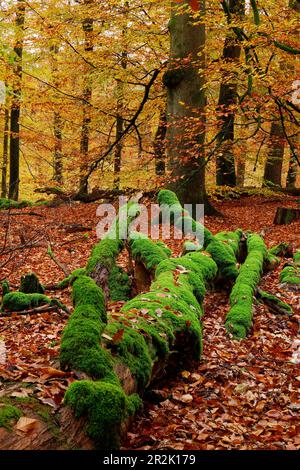 Deadwood nelle faggete della Hochspessart, riserva naturale di Rohrberg, Baviera, Germania. Foto Stock