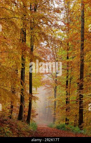 Foreste di faggi nella Hochspessart, riserva naturale di Rohrberg, Baviera, Germania. Foto Stock