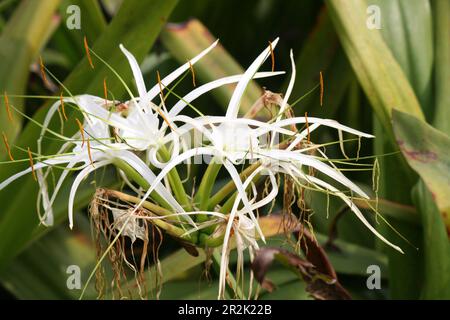 Giglio di ragno (crinum asiaticum) in fiore in un giardino : (pix Sanjiv Shukla) Foto Stock