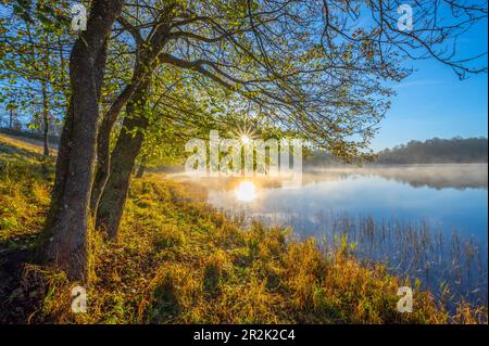 Nebbia mattutina al Weinfelder Maar, Totenmaar, Daun, Dauner Maare, Eifel, Renania-Palatinato, Germania Foto Stock