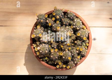 Mammillaria prolifera Texas capezzolo cactus vista ad angolo alto Foto Stock