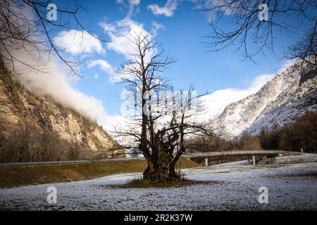Vecchio castagno nei primi mesi d'inverno, Soazza, Graubünden, Svizzera, Europa Foto Stock
