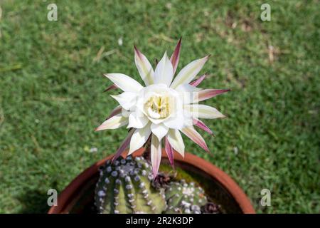 Echinopsis pasqua giglio cactus fiore primo piano vista. messa a fuoco selettiva Foto Stock