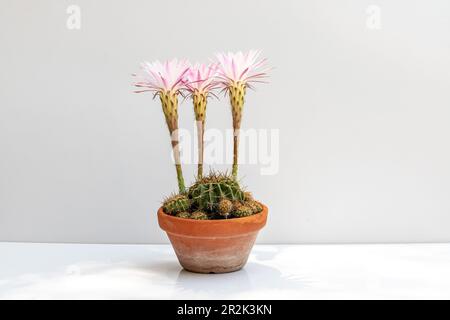 Cactus ibrido echinopsis con fiori su sfondo bianco isolato Foto Stock