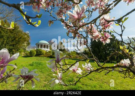 magnolia fiorente di fronte al Tempio di Beethoven, Kurpark, Baden vicino a Vienna, bassa Austria, Austria Foto Stock