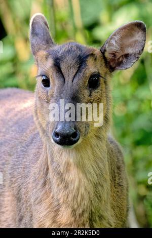 Faccia a faccia con un cervo muntjac Foto Stock