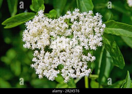 Flora, sambuco nigra, fiore bianco, cespuglio di sambuco, Sambuco, lilla (Germania settentrionale), sambuco, sambuco, sambuco, sambuco, fiore, blo Foto Stock