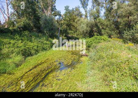 Rott, idillio del fiume sulla locanda Cycle Path vicino Neuhaus am Inn Foto Stock