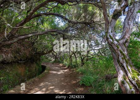 Levada das 25 Fontes, Rabacal, foresta di erica Foto Stock