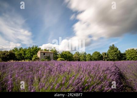 Campi di lavanda in fiore sull'altopiano della Valensole con tradizionali e tipici edifici in pietra Foto Stock