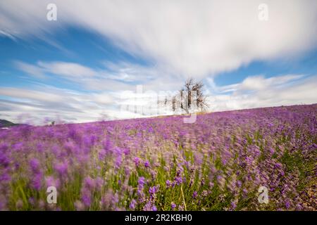 Campi di lavanda in fiore sull'altopiano di Valensole con albero maturo in piedi da solo. Foto Stock