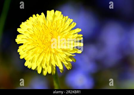 Dente di leone comune (Taraxacum officinale) 'orologio' - testa di semi Foto Stock