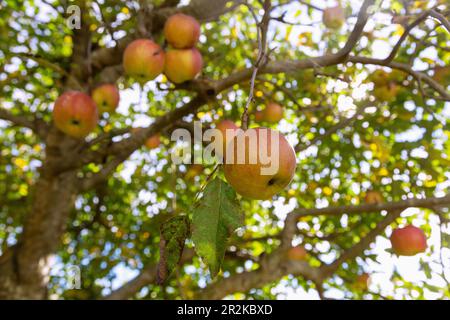 Mele mature sulla struttura ad albero Foto Stock