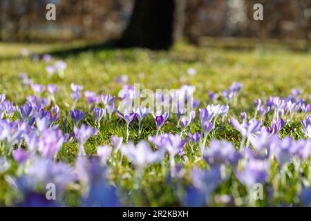 Croci in fiore nell'erba, Crocus Foto Stock