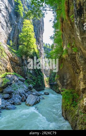 La Gola di Aare tra Innertkirchen e Meiringen, Cantone di Berna, Svizzera Foto Stock