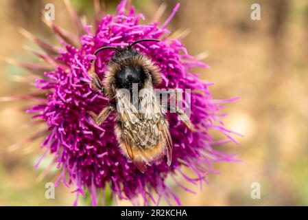 Macrofo di un bumblebee precoce (Bombus pratorum) che raccoglie polline da un fiore viola di cardo Foto Stock