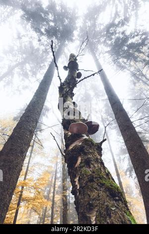 Un albero con funghi albero da una prospettiva diversa, Germania, Assia Foto Stock