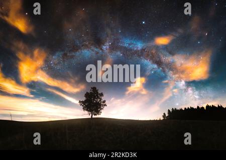 Un albero in un prato vicino a Steinbach-Hallenberg sopra la Via Lattea, Turingia, Germania Foto Stock