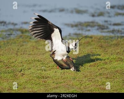 Lambendo un campo allagato locale dove ora si riproducono. Foto Stock