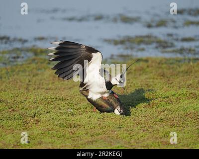 Lambendo un campo allagato locale dove ora si riproducono. Foto Stock