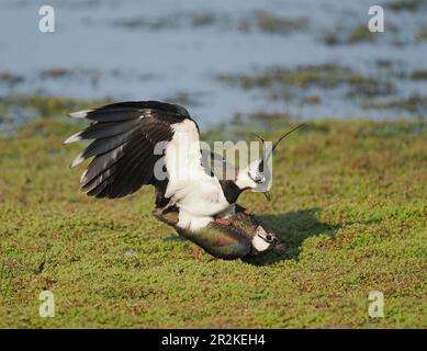 Lambendo un campo allagato locale dove ora si riproducono. Foto Stock