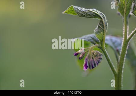 Boccioli viola di comfreia (Symphytum) ancora arrotolati sotto una foglia, pianta selvatica pelosa utilizzata nel giardinaggio e medicina a base di erbe, colpo di primo piano contro un blurr Foto Stock