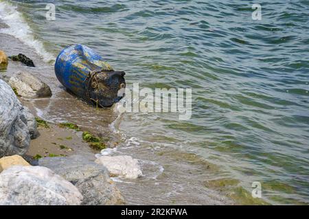 Alluvionale barile di metallo sulla spiaggia del Mar Mediterraneo in Grecia, strappato sciolto da una fattoria di molluschi in acque più profonde, immondizia nell'oceano è Foto Stock