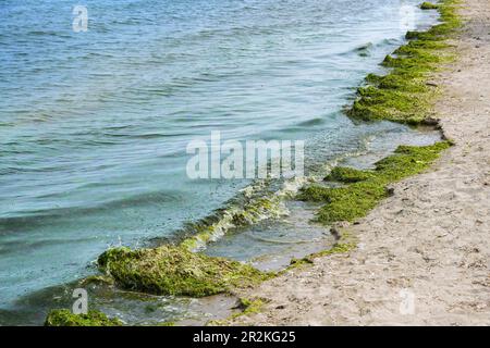 Calma onde oceaniche che lavano alghe verdi sulla spiaggia in una località turistica sul Mar Mediterraneo, concetto di eutrofizzazione, questioni ambientali e. Foto Stock