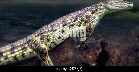 Enorme coccodrillo subacqueo riposante tranquillamente con la testa sopra l'acqua e riflessa sulla superficie. Foto Stock