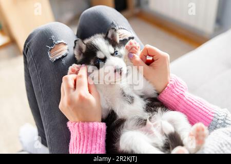 Cucciolo carino e affascinante, sdraiato sulle grembo di una giovane e premurosa donna proprietaria Foto Stock