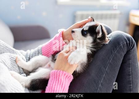 Cucciolo carino e affascinante, sdraiato sulle grembo di una giovane e premurosa donna proprietaria Foto Stock
