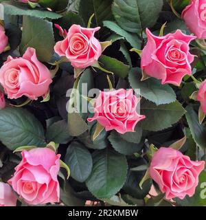 chiudi fotografato bel bouquet grande di rose rosa. La foto è stata scattata dall'alto. Foto senza elaborazione, foto naturale Foto Stock