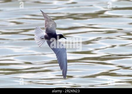 Tern Nero, Chlidonias niger, adulto singolo in piumaggio di allevamento, volare sopra l'acqua, Depuradora, Mallorca, Spagna, 17 maggio 2023 Foto Stock