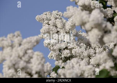 Cespuglio di lilla bianca. Splendidi fiori bianchi su sfondo cielo blu. Ramo di rami lilla. Fiori di lilla bianca con bellissimi fiori. Luminoso fl Foto Stock