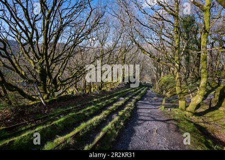 Vecchia pendenza nella cava di Dinorwig vicino a Llanberis, Snowdonia, Galles del Nord. Foto Stock