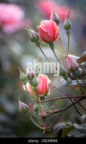 Due rosei rosa, rosidi, circondati dalle foglie verdi del roseto con rose bokeh sullo sfondo in primavera o in estate Foto Stock