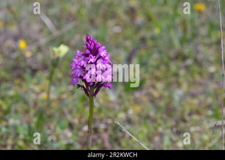 anacamptis piramidales Foto Stock